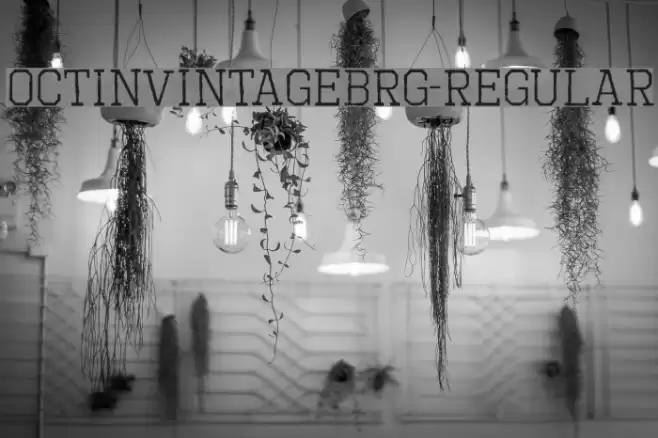OctinVintageBRg-Regular Polices examples