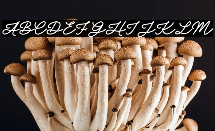 October Shine Fuentes examples