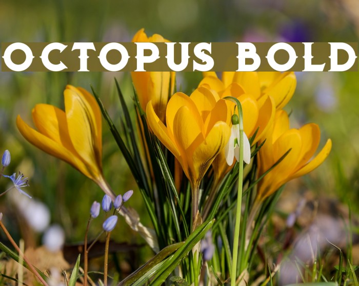 Octopus Bold Font examples