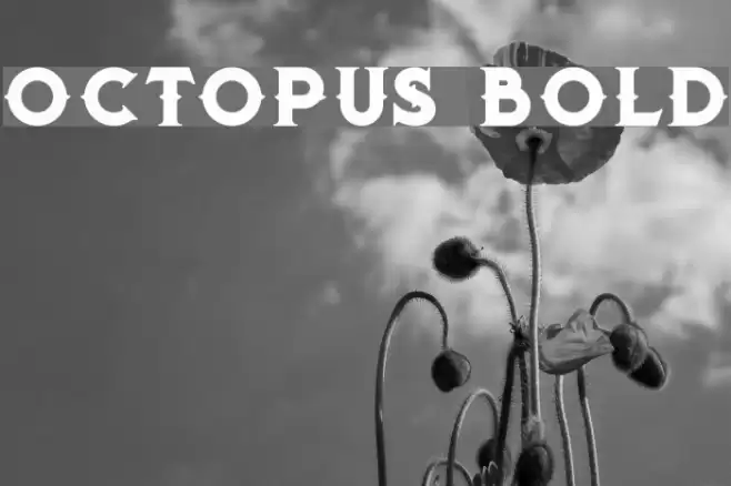 Octopus Bold Font examples