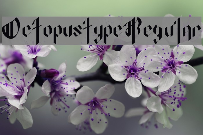 OctopustypeRegular Example 3