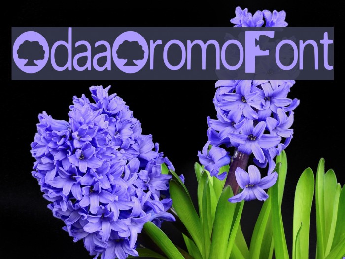 Odaa_Oromo_Font Example 1