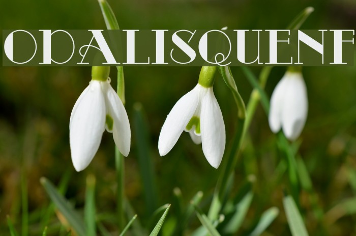 OdalisqueNF Font examples