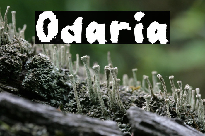 Odaria Example 1
