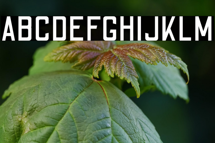 Odibee Sans Regular Example 2