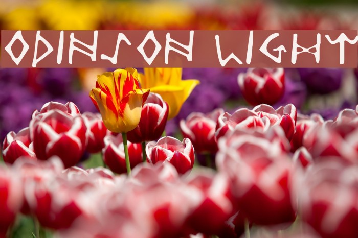 Odinson Light Font examples