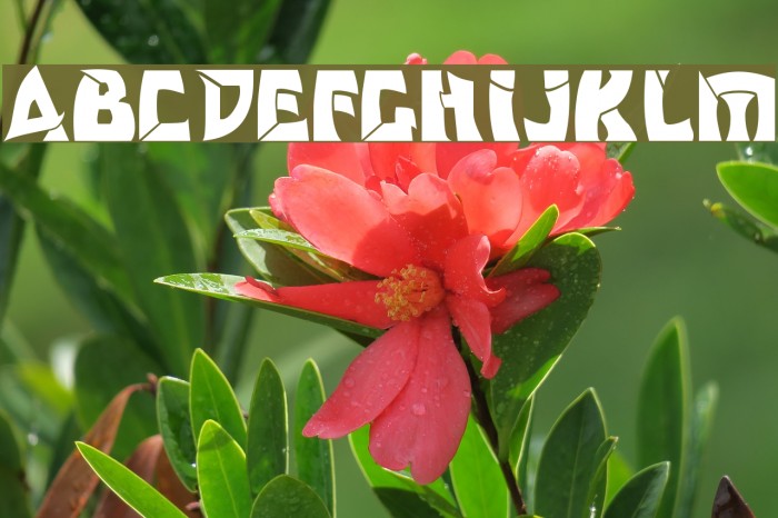 Odishi Font examples