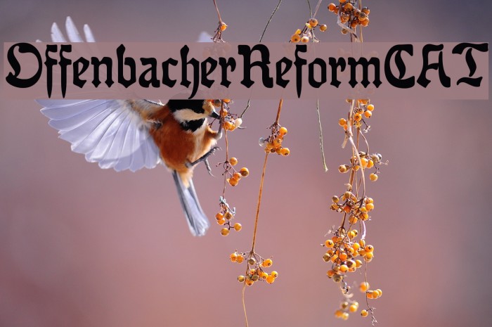 OffenbacherReformCAT Font examples