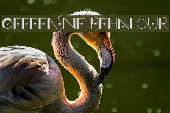 Offfensive Behaviour Font examples