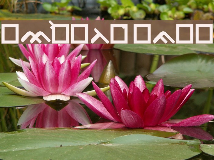 OgieCappoCampotype Example 2