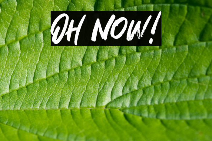 Oh Now! Font examples