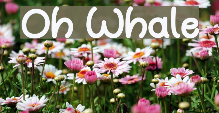 Oh Whale Font examples