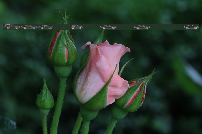 Oil Crisis B Example 2