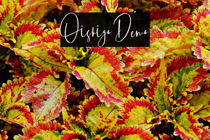 Oishigo Demo Example 2