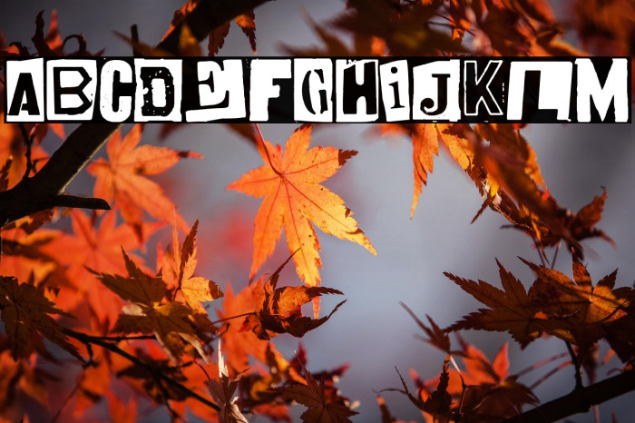 oi!oi!oi! party Example 1