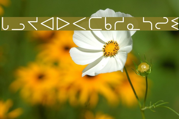 OjibwayNormal Font examples