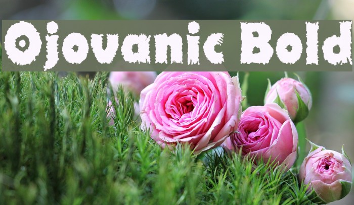 Ojovanic Bold Font examples