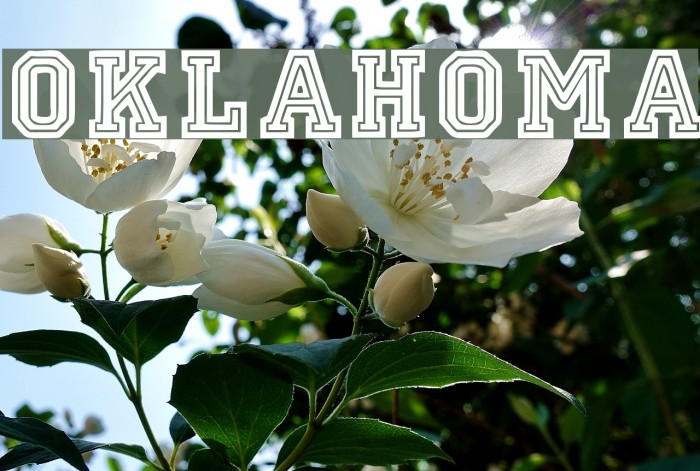 Oklahoma Font examples