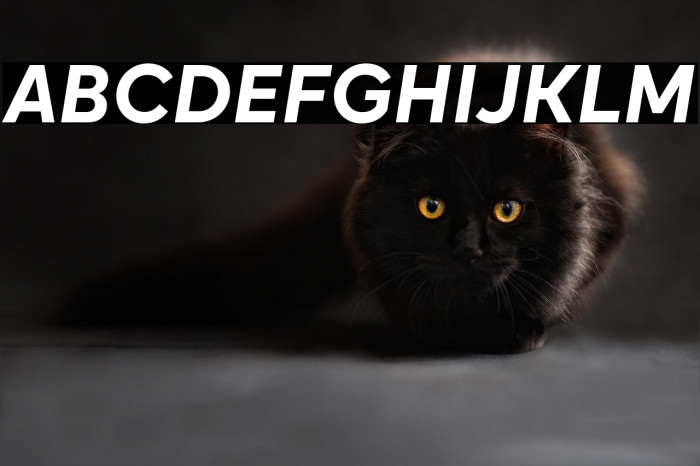 Okta Bold Italic Example 1