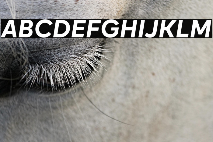 Okta Bold Italic Example 3