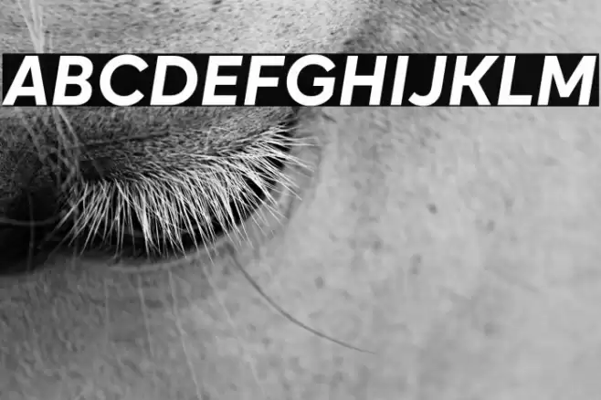 Okta Bold Italic Font examples