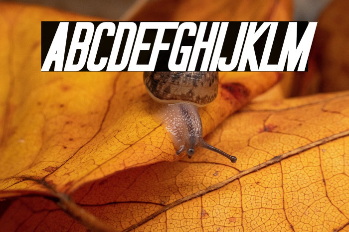 Okuda Bold Italic Example 2