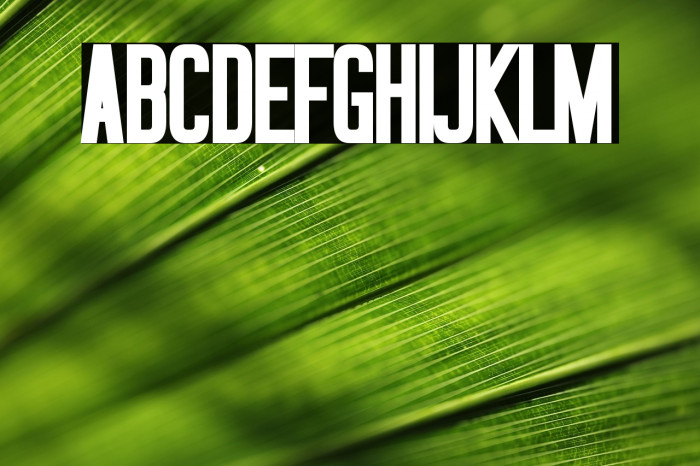 Okuda Bold Example 1