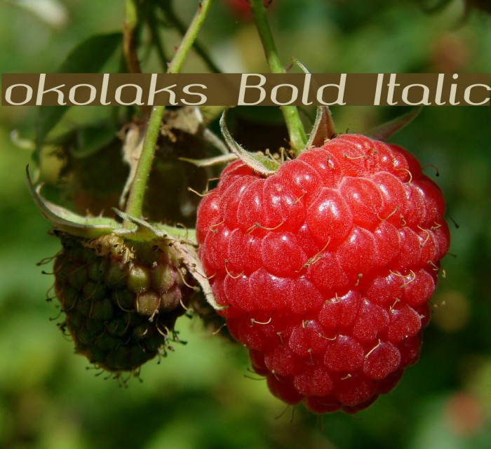 okolaks Bold Italic Font examples