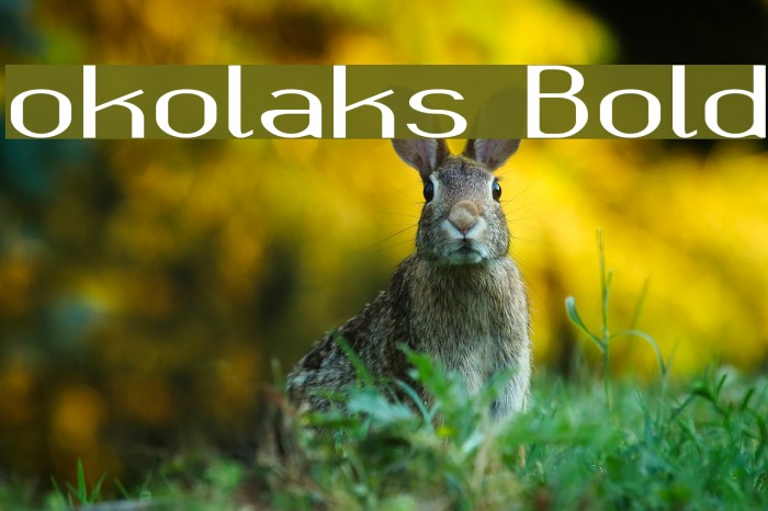 okolaks Bold Example 2