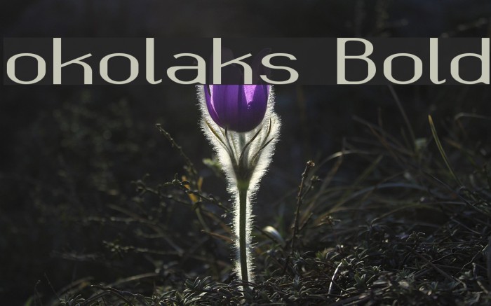 okolaks Bold Example 3