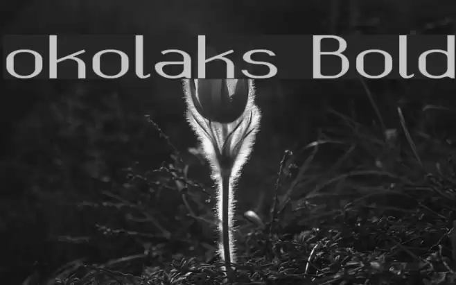 okolaks Bold Font examples