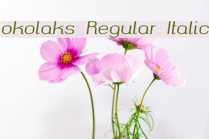 okolaks Regular Italic Example 1