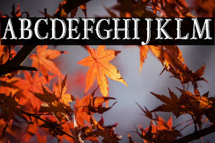 OLD BOB JUNIOR Example 3