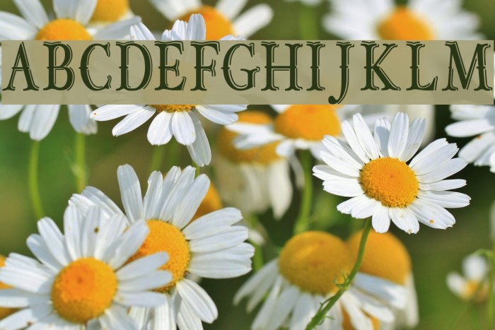 OLDBOBDEMOJUNIOR Font examples