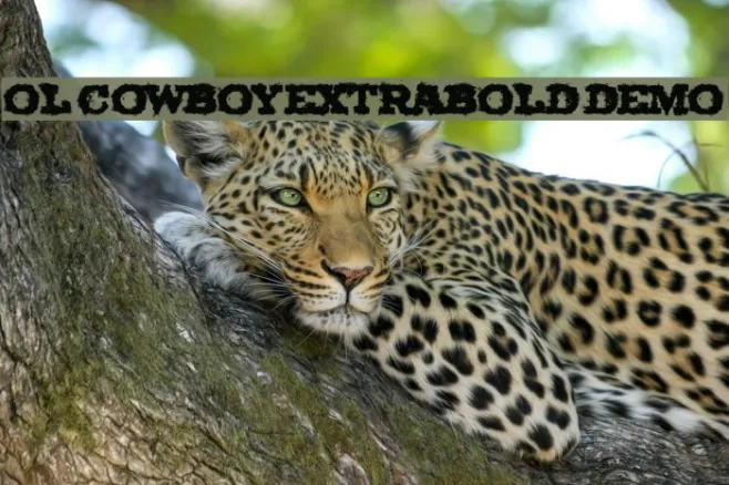 Ol Cowboy ExtraBold DEMO Example 2