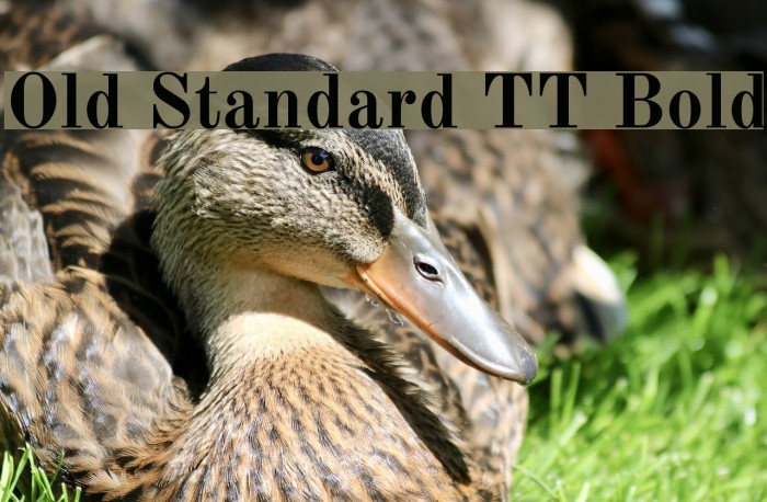 Old Standard TT Bold Font examples