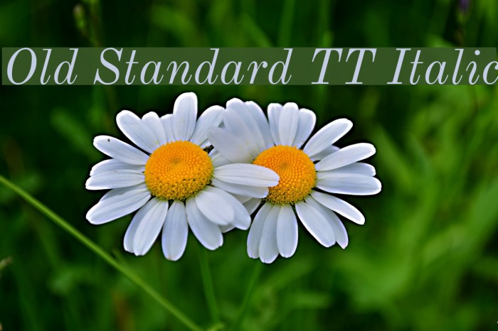 Old Standard TT Italic Font examples
