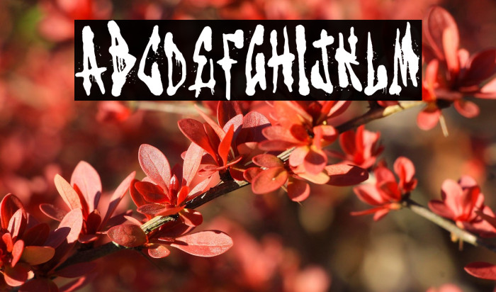 Old Vandals Crew Example 2