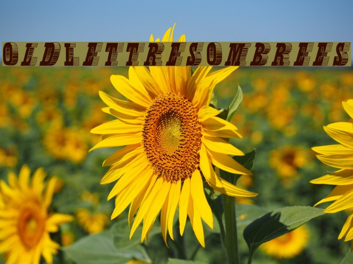 OldLettresOmbrees Font examples