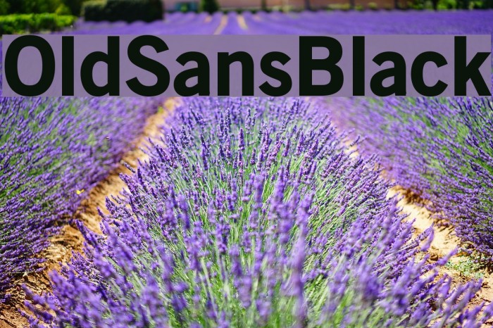 OldSansBlack Font examples