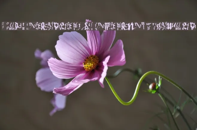 OldTypographicSymphony-Regular Example 2