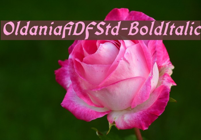 OldaniaADFStd-BoldItalic Font examples