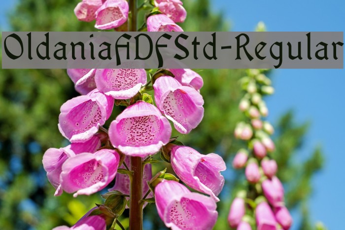 OldaniaADFStd-Regular Fuentes examples
