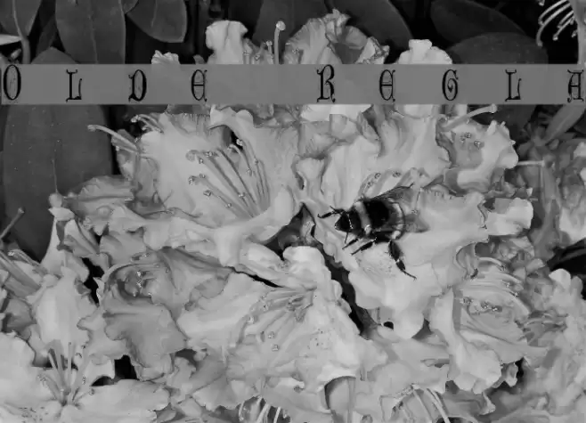 Older Regular Font examples