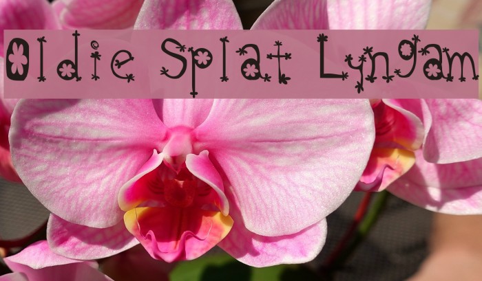 Oldie Splat Lyngam Font examples
