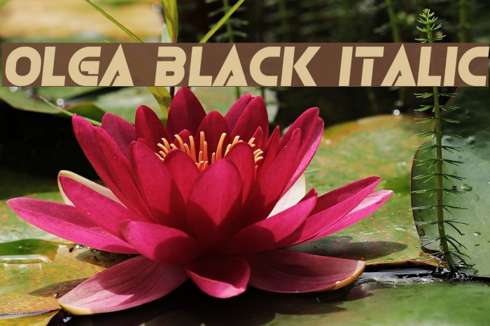 Olga Black Italic Font examples