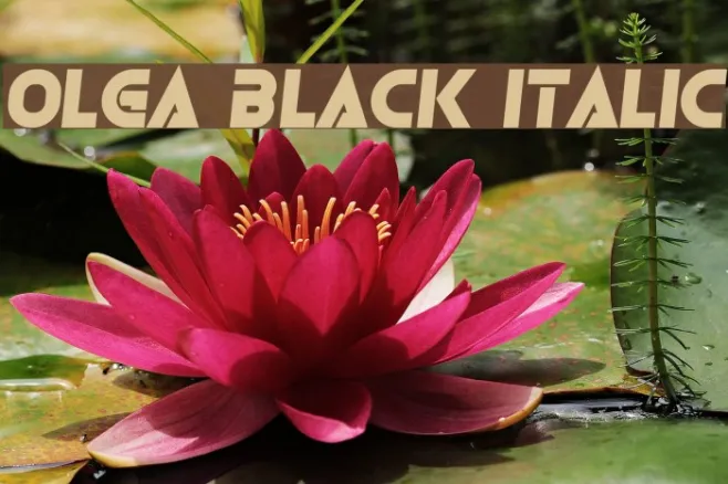 Olga Black Italic Example 2