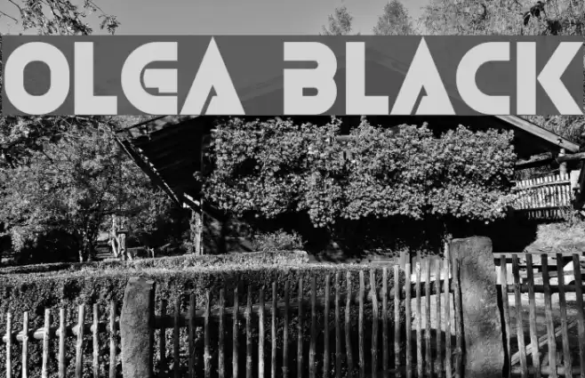 Olga Black Font examples