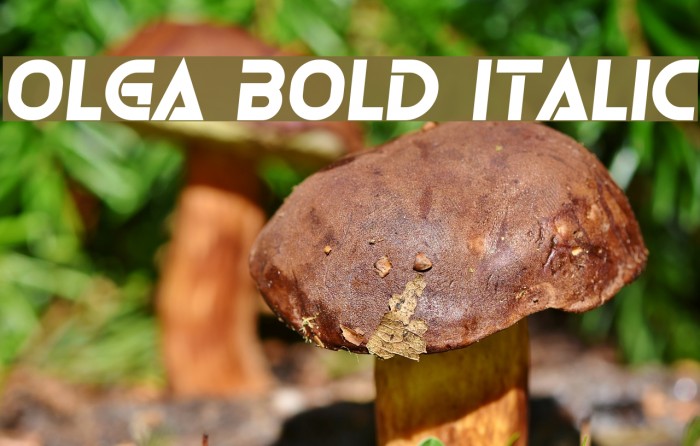 Olga Bold Italic Font examples