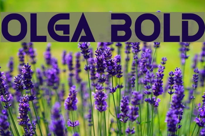 Olga Bold Font examples